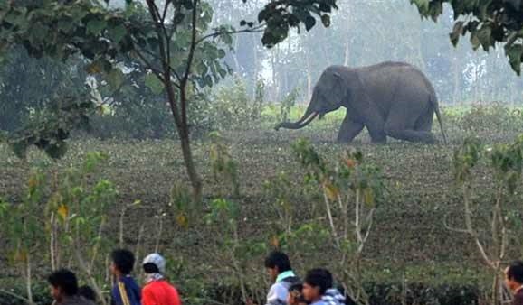 جنگلی ہاتھی کے روند جانے سے ایک خاندان کے پانچ ارکان ہلاک